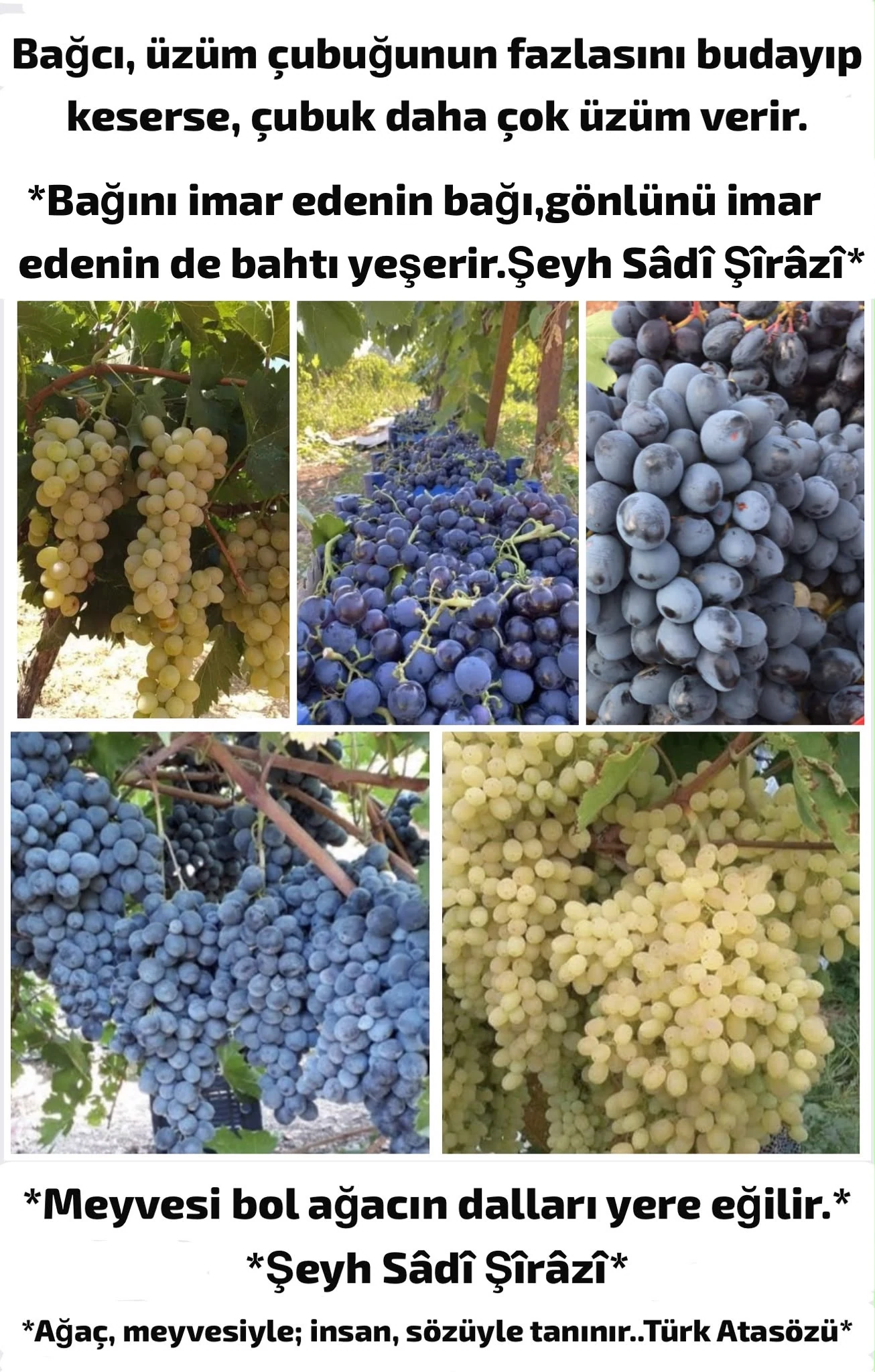 2026-08-09 tarihli yazıya eşlik eden görsel